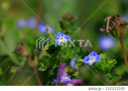 犬の陰嚢に似ているからと残念な名前を付けられた早春の可憐花オオイヌノフグリ 132121593