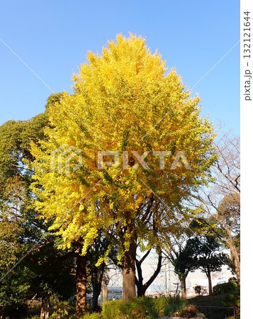 イチョウ　山下公園 132121644