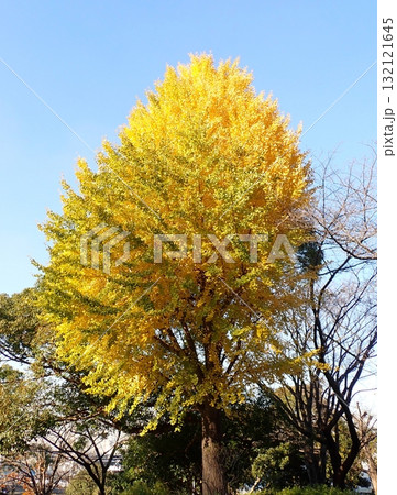 イチョウ　山下公園 132121645