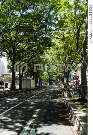 府中駅の南口　木漏れ日の並木道を散歩　東京都府中市宮町 132121655