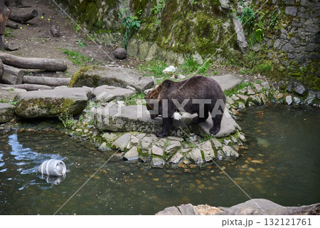 Brown Bear Near Pond in Natural Habitat in a Zoo in Cesky Krumlov in South Bohemia in Czech Republic 132121761