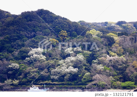 伊豆半島 下田遊覧船より眺望 伊豆半島 下田遊覧船より眺望 132121791