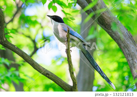 東日本だけで観ることができるヘルメットのような頭のオナガ 132121813