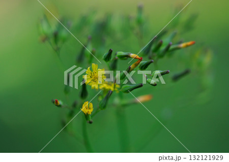道端や庭に自生して黄色い花を付ける雑草のオニタビラコ 132121929