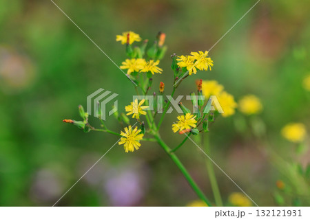 道端や庭に自生して黄色い花を付ける雑草のオニタビラコ 132121931