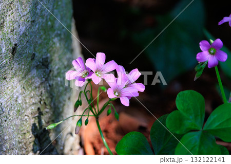 幸運の四つ葉のクローバーと間違われる　カタバミ 132122141