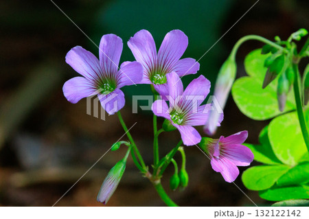 幸運の四つ葉のクローバーと間違われる　カタバミ 132122142