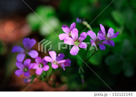 幸運の四つ葉のクローバーと間違われる　カタバミ 132122143