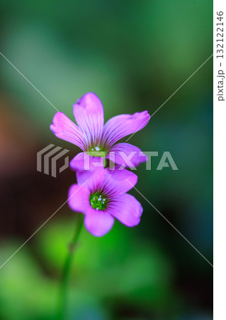 幸運の四つ葉のクローバーと間違われる カタバミ 幸運の四つ葉のクローバーと間違われる カタバミ 132122146