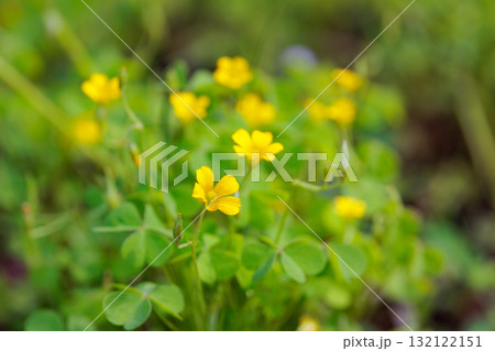幸運の四つ葉のクローバーと間違われる　カタバミ 132122151