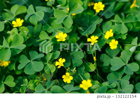 幸運の四つ葉のクローバーと間違われる　カタバミ 132122154