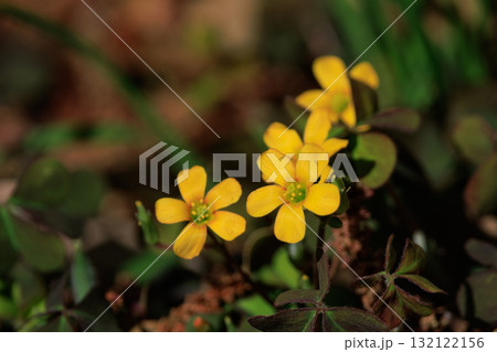 幸運の四つ葉のクローバーと間違われる　カタバミ 132122156