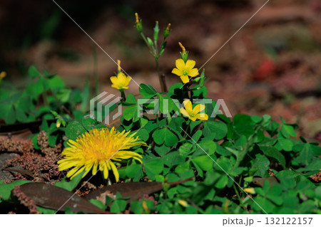 幸運の四つ葉のクローバーと間違われる　カタバミ 132122157