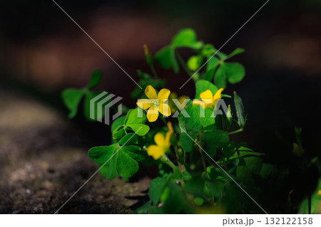 幸運の四つ葉のクローバーと間違われる カタバミ 幸運の四つ葉のクローバーと間違われる カタバミ 132122158