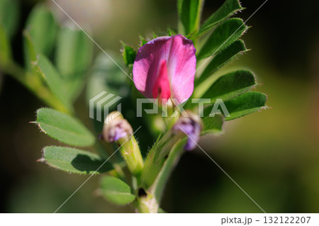 正式名称はヤハズエンドウというカラスノエンドウ 132122207