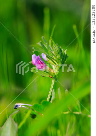 正式名称はヤハズエンドウというカラスノエンドウ 正式名称はヤハズエンドウというカラスノエンドウ 132122209