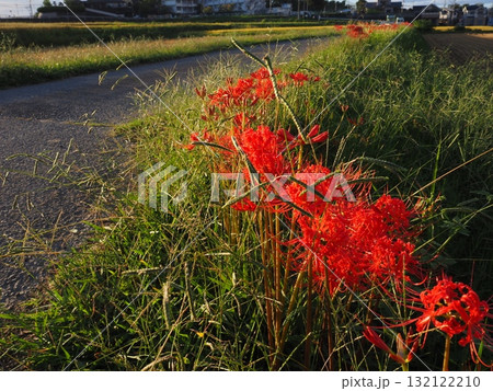 ヒガンバナ ヒガンバナ 132122210