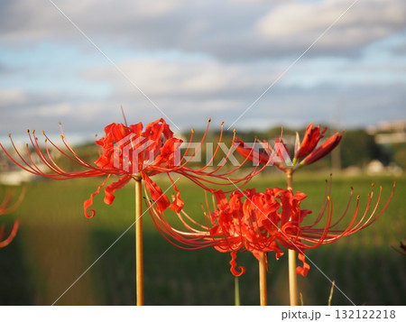 ヒガンバナ ヒガンバナ 132122218