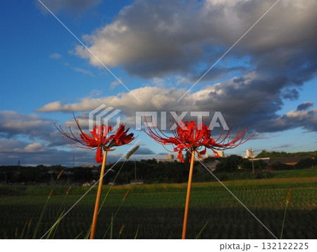 ヒガンバナ ヒガンバナ 132122225