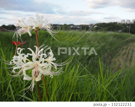白いヒガンバナ 132122231