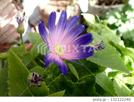 シネラリアの花 シネラリアの花 132122240