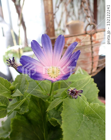 シネラリアの花 132122241