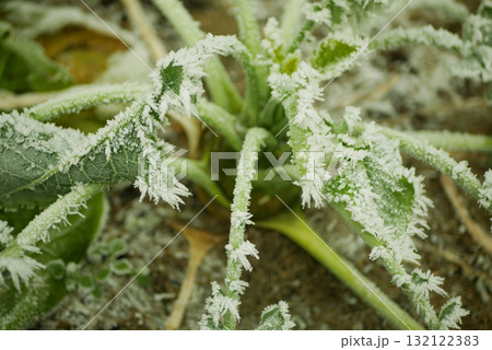 Kale winter curly green farm frost white silver ice bio leaves cold large cabbage leaves Brassica oleracea sabellica garden snow field farming ripe fresh variety icy cicla group organically icing Kale winter curly green farm frost white silver ice bio leaves cold large cabbage leaves Brassica oleracea sabellica garden snow field farming ripe fresh variety icy cicla group organically icing 132122383