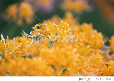 黄色い彼岸花 132122408