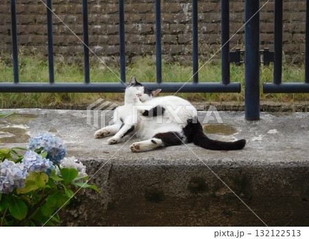 相鉄線星川駅　マチ猫　バンカラー　アジサイ 132122513