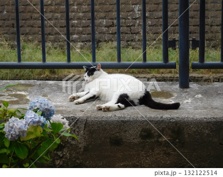 相鉄線星川駅　マチ猫　バンカラー　アジサイ 132122514