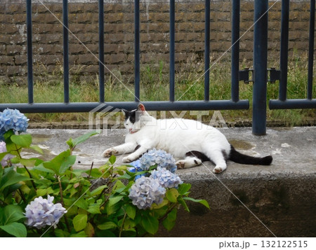 相鉄線星川駅　マチ猫　バンカラー　アジサイ 132122515