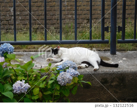 相鉄線星川駅　マチ猫　バンカラー　アジサイ 132122516