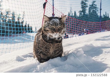 Cat enjoying a snowy day on a ski slope surrounded by trees and a net in a vibrant winter landscape 132122588