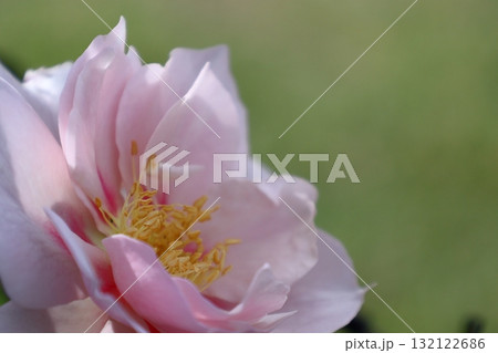 花の女王 花の女王 132122686