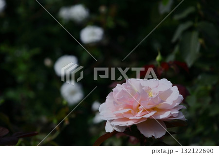 花の女王 花の女王 132122690