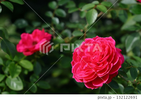 花の女王 花の女王 132122691