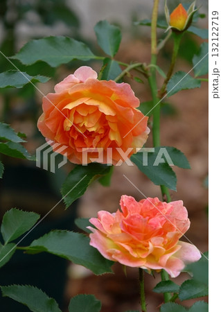 花の女王 花の女王 132122719