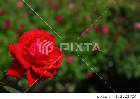 花の女王 花の女王 132122724