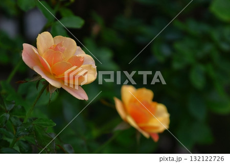 花の女王 花の女王 132122726