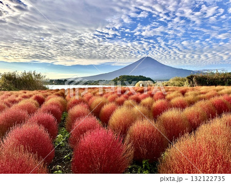 秋色のコキアと富士山 132122735