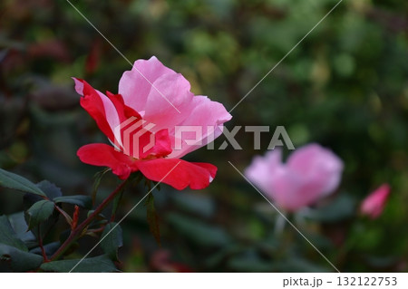 花の女王 花の女王 132122753