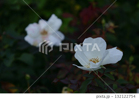 花の女王 花の女王 132122754