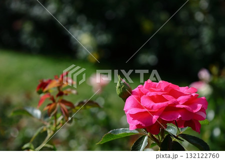 花の女王 花の女王 132122760