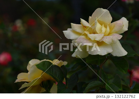 花の女王 花の女王 132122762