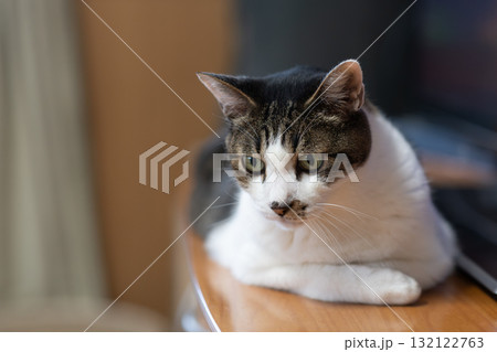 見つめる猫 キジトラ猫 見つめる猫 キジトラ猫 132122763