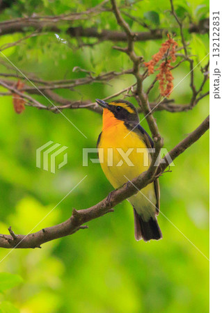 カラフルな容姿で、雌を誘うために高らかに美し声で歌う夏鳥　キビタキ 132122831