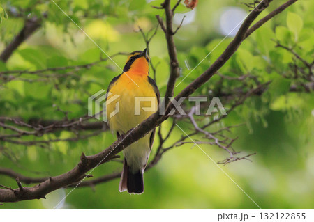 カラフルな容姿で、雌を誘うために高らかに美し声で歌う夏鳥 キビタキ カラフルな容姿で、雌を誘うために高らかに美し声で歌う夏鳥 キビタキ 132122855