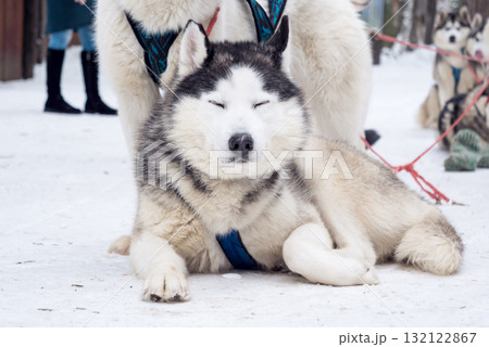 Husky rests on snow during a winter dog sledding activity in a remote location 132122867