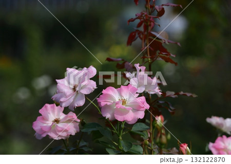 花の女王 花の女王 132122870