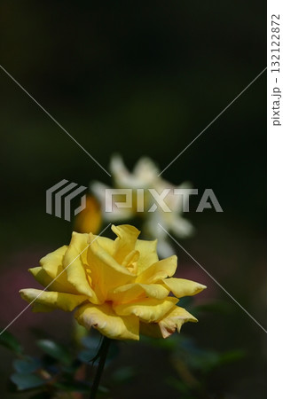 花の女王 花の女王 132122872